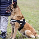 Dacota (Sprengstoffsuchhund)