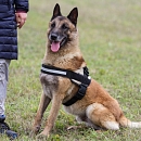 Dacota (Sprengstoffsuchhund)