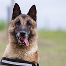 Dacota (Sprengstoffsuchhund)