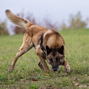 Dacota (Sprengstoffsuchhund)