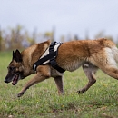 Dacota (Sprengstoffsuchhund)