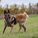 Dacota (Sprengstoffsuchhund)