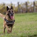 Dacota (Sprengstoffsuchhund)