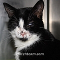 Zeugen gesucht/ Témoins cherchés! Kater Whiskey angeschossen in F-Rosenau / Chat touché par un coup de fusil à Rosenau (F)