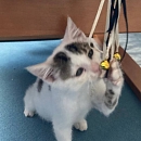 Flöckchen