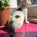 Flöckchen