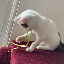 Flöckchen