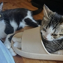 Milly & Carlo