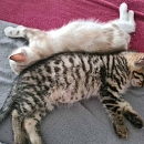 Flauschi