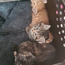 Flauschi