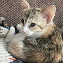 Princesse-Mini