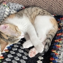 Princesse-Mini