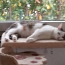 Bagheera