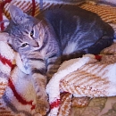 Clarabelle