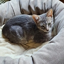 Clarabelle