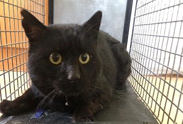 !!!! Notplatz m. Freigehege für FIV+ Katerchen CHARLES gesucht !!!
