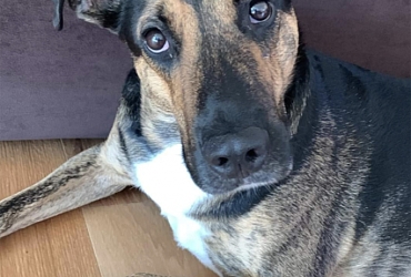 SPARKY entlaufen in F-Saint Louis!