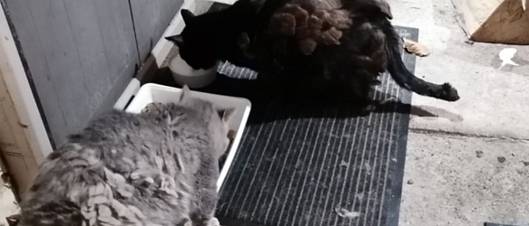Vincent & Maurice - zwei schwer verletzte (misshandelte?) Kater die jahrelang leiden mussten, weil niemand geholfen hat