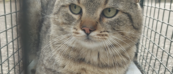 SPENDENAUFRUF ERFOLGREICH BEENDET! Kastration und medizinische Versorgung verwilderter & gefundener Katzen im Dreiländereck CH-F-D 2023/2024