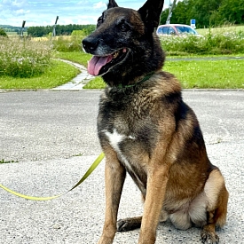 Jobar - Sprengstoffspürhund in Rente