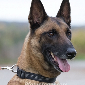 Mambo - Sprengstoffspürhund in Rente