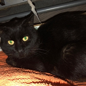 Charles (FIV+) - Gnadenplatz m. Freigehege gesucht