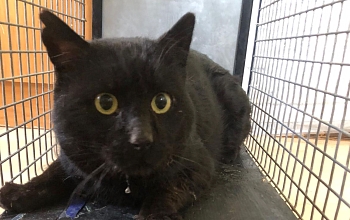 !!!! Notplatz m. Freigehege für FIV+ Katerchen CHARLES gesucht !!!