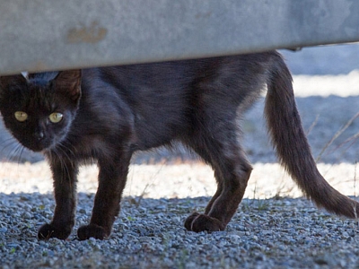 Was ist das Problem der Streunerkatzen?