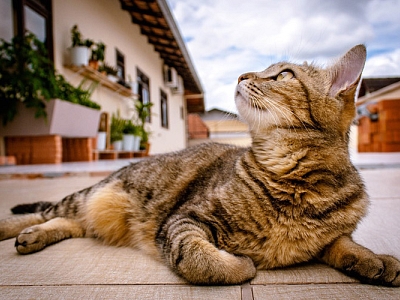 Was ist das Problem der Streunerkatzen?