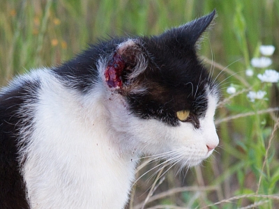 Warum heisst es: Streunerkatzen leiden still und einsam?