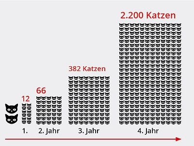 Vermehren sich Katzen wirklich so schnell?