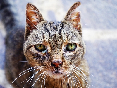 Wie kann man das Leid der Streunerkatzen verringern?