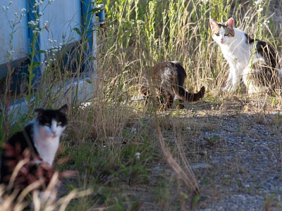 Woher kommen denn die vielen Streunerkatzen?