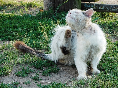 Was ist der Unterschied zwischen Freigänger-Katzen und Streunerkatzen?