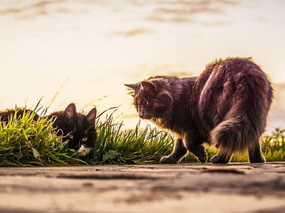Wie gefährden Streunerkatzen meine eigene Hauskatze?