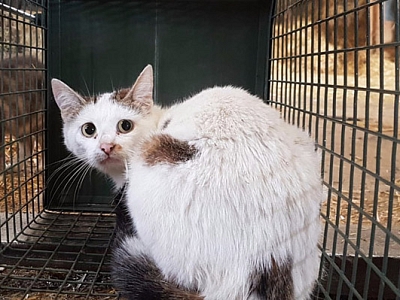 Kann man Streunerkatzen nicht einfangen und vermitteln?