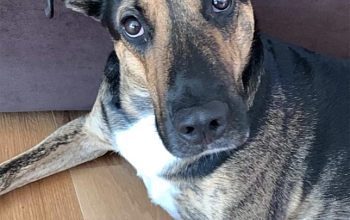 SPARKY entlaufen in F-Saint Louis!