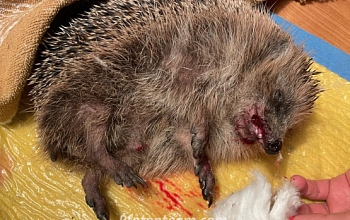 Überfahrene Tiere sind nicht immer tot - Anhalten und Hinschauen kann Leben retten!