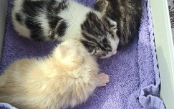 Drei mutterlose Kitten aufgenommen