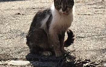 Das unermessliche Leid von Streunerkatzen - hier Beispiel Waldighofen, südl. Elsass
