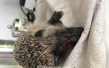 Der Rasenmäher - Gedanken zum sinnlosen Tod viel zu vieler Igel von Dr. med. vet. R. Tschachtli, Basel