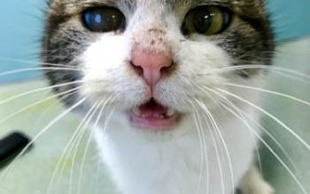Toll! Ein elsässischer Bauer lässt freiwillig seine Katzen durch uns kastrieren!