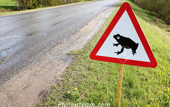 Sie hüpfen wieder: bitte Rücksicht auf Amphibien im Strassenverkehr