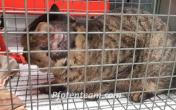 Verletzter Streunerkater wird uns von tierlieber Frau gemeldet und gesichert