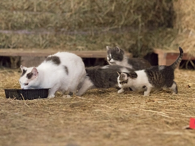 Soll man denn Streunerkatzen nicht füttern?