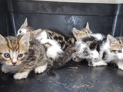 Warum gibt es ständig so viele Kitten, die verschenkt werden?