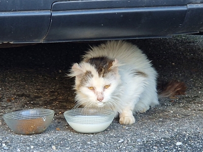 Soll ich denn auch meine Katze/ Kater kastrieren lassen?