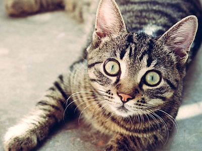 Trägt auch meine Katze zum Leid der Streunerkatzen bei?