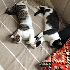 Maddox und Neo auch von den Kindern geliebt