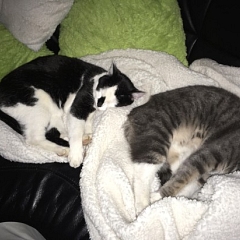 Micky und Mozarella haben ihr Paradies gefunden